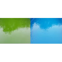 How to Deal with a Green Pool in Australia image